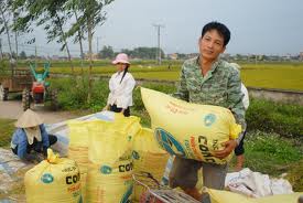 MIC triển khai bảo hiểm hàng nông sản lưu kho cho các Doanh nghiệp thu mua tạm trữ lúa gạo